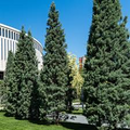 Carolina Sapphire Cypress Trees - Cupressus arizonica (5 Live Trees) 12–24"