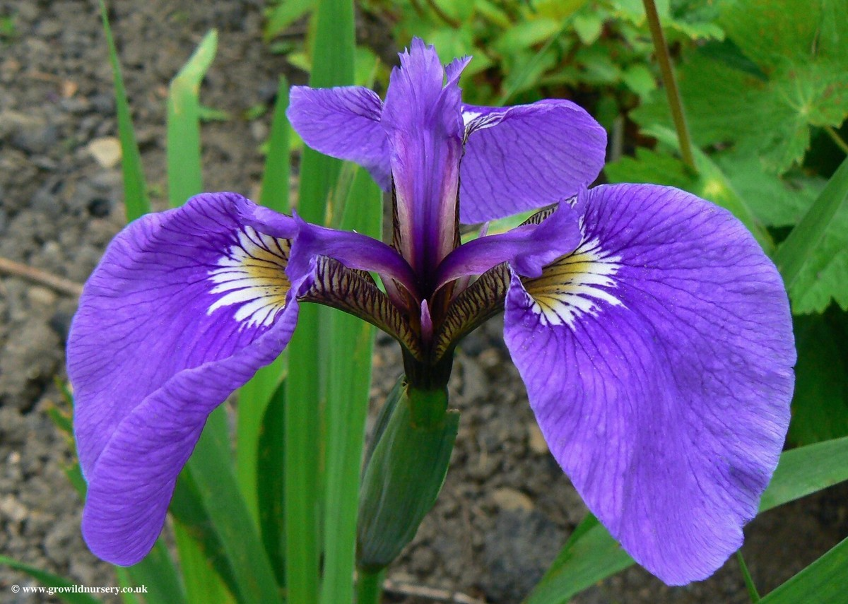 Iris setosa Seeds - 100 Count (Wild Iris) Alaska - Purple-Blue, Cold Stratification
