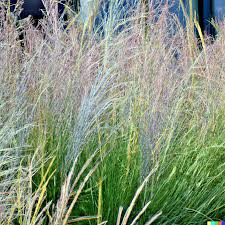 1,000 Ornamental Grass Seeds - Andropogon gerardii Big Blue (Big Blue Grass)