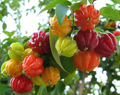 Surinam Cherry Cuttings (Eugenia uniflora) - 6 Live Clippings for Propagation