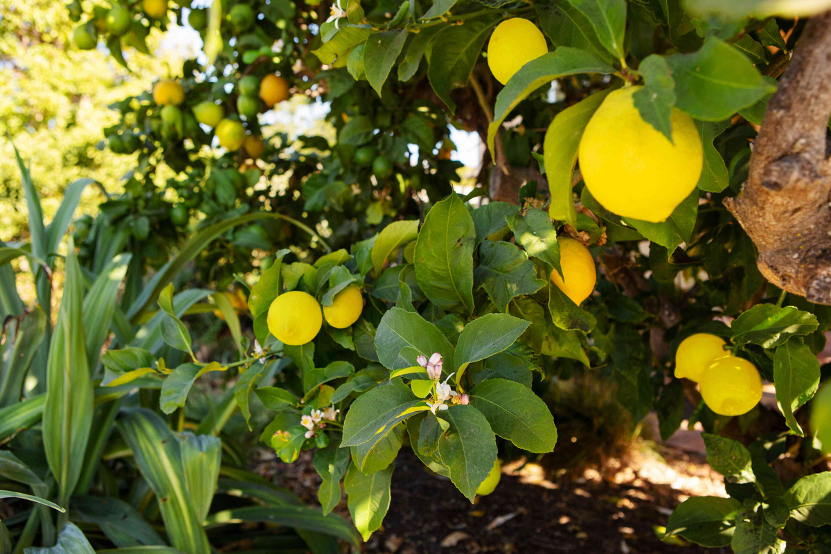 Meyer Lemon Tree Scions Cuttings (3) for Rooting and Grafting