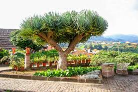 10 Draco Dragon Tree Seeds (Dracaena draco) – Rare Ornamental Seed Pack