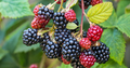 5 Blackberry Scion Unrooted Cuttings (Rubus fruticosus) for Rooting or Grafting