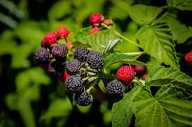 Cumberland Black Raspberry Plants (Rubus occidentalis) - 5 Pack, 1–2 Year Old Live Fruit Shrubs
