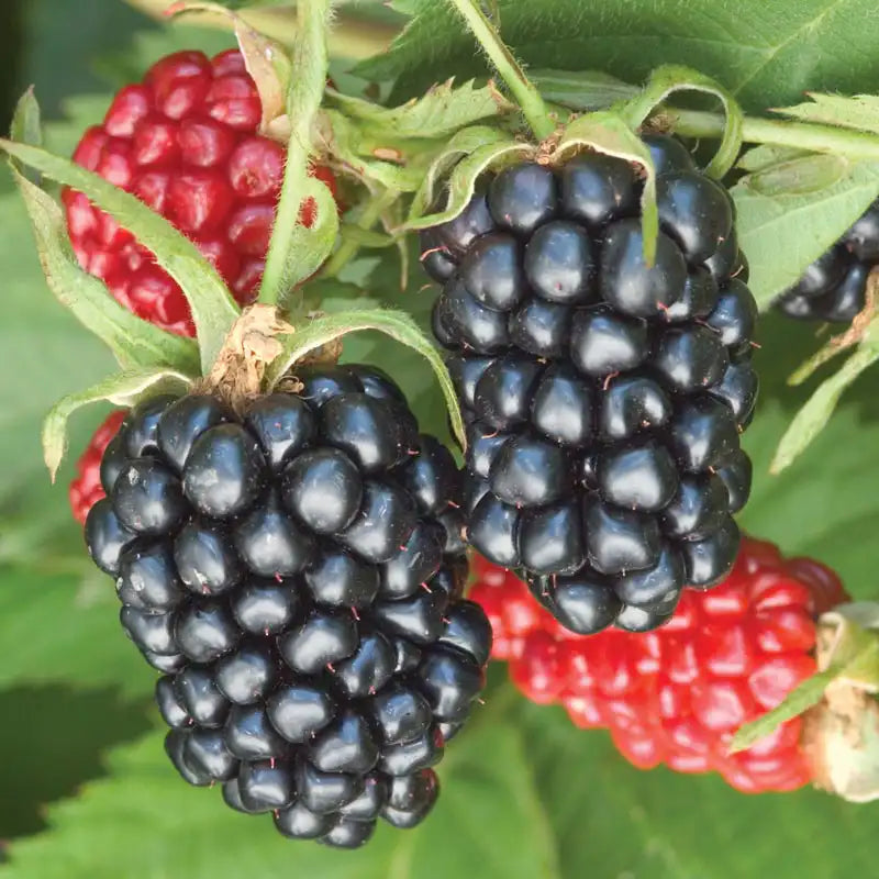 Apache Thornless Blackberry Plant (Rubus) Bare Root - High-Yield Perennial Berry Bush
