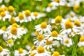 Chamaemelum nobile Seeds (Roman Chamomile) - 100 Seeds, Ground Cover Perennial