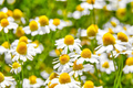 Chamaemelum nobile Seeds (Roman Chamomile) - 100 Seeds, Ground Cover Perennial