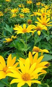 Tithonia Diversifolia Live Rooted Cuttings (4+) – Mexican Sunflower for Pollinators & Mulch