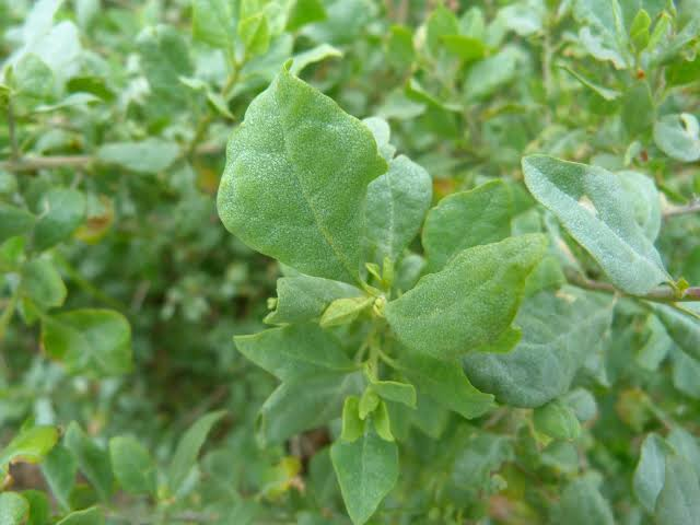 Pigeon Point Coyote Brush (Baccharis pilularis ‘Pigeon Point’) 4-Inch Pot – 1 Live Plant