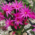 Pink Easter Cactus Cuttings (Rhipsalidopsis) - 3 Unrooted Cuttings, Minimum 2 Segments each