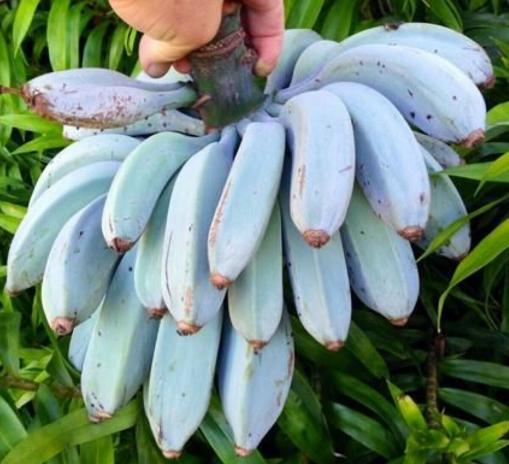 Musa Ice Cream (Blue Java) Banana Tree - Small Rooted Starter Plant