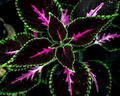 20 Rare Coleus Seeds - Pink, Black & Green Foliage