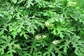 Chaya Cuttings, 3 Live Stems (6-8") – Cnidoscolus aconitifolius, Tropical Spinach Tree, Zones 10-12
