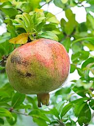 10 White Pomegranate Unrooted Cuttings (Punica granatum) 8-10" Organic, Each 8-10" – Propagation