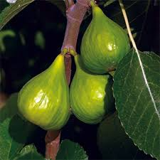 Peter's Honey Fig Cuttings (2) | Ficus carica, 6”+ Unrooted Cuttings with 3+ Nodes