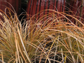 Prairie Fire Orange Sedge (Carex testacea ‘Prairie Fire’) — 4-Inch Live Plant