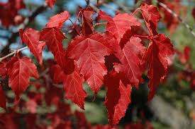 Amur Maple Acer ginnala Seeds - 20 Alaskan-Grown Seeds, Moose-Resistant, Red Fall Foliage