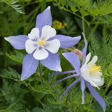 Colorado Blue Columbine Seeds (Aquilegia caerulea) - 500+ Non-GMO Perennial Wildflower Seeds
