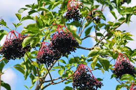 American Elderberry Tree Sambucus canadensis - Bare Root, Fully Rooted Live Plant for Edible Berries