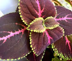 Red Giant Kong Coleus Rooted Cuttings - 5-7" | Coleus x hybridus