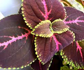 Red Giant Kong Coleus Rooted Cuttings - 5-7" | Coleus x hybridus