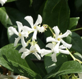 Star Jasmine Plant (Trachelospermum jasminoides) – 1 Rooted Stem, 8-12 Inches Tall