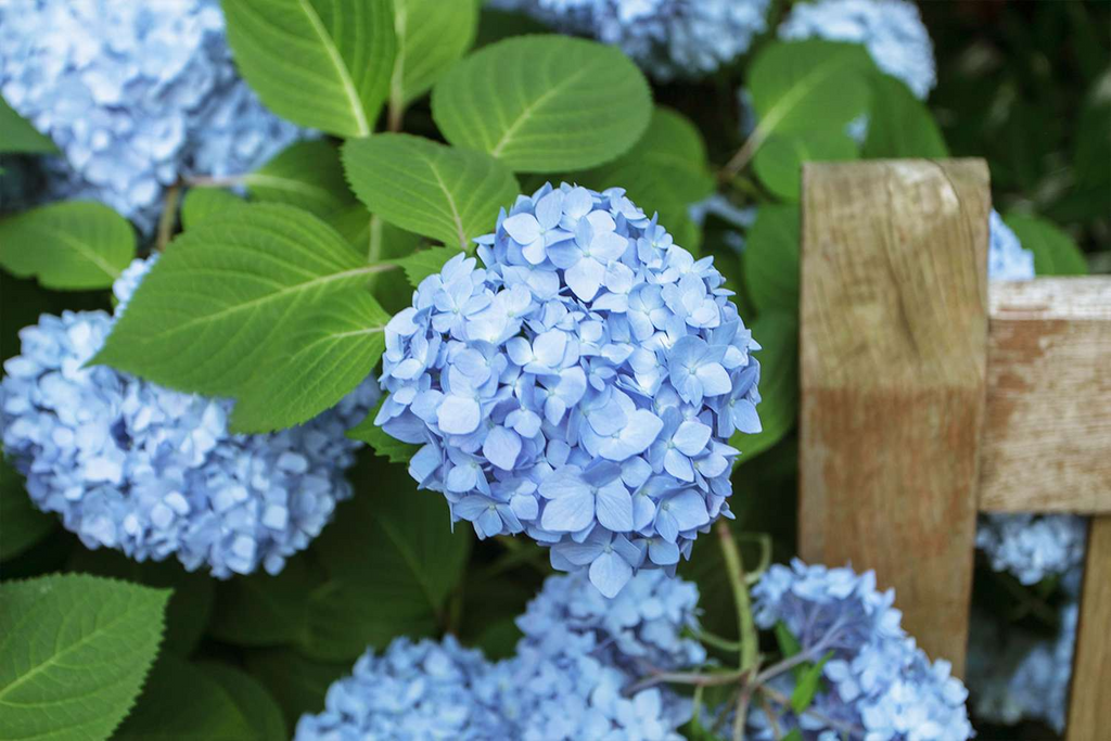 Hydrangea macrophylla Cuttings - 10 Unrooted Stem Cuttings with Deep Blue Flowers
