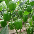 Large Green Bell Pepper Seeds (Capsicum annuum) - 100+ Non-GMO | Easy to Grow