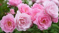 Rose Frosty Pink Floribunda Cuttings - 4 Fresh Fresh Cuttings with Rooting Powder