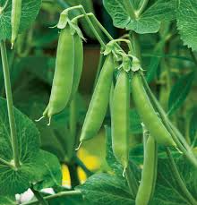Sugar Daddy Snow Pea Seeds (100) – Stringless, Dwarf Pisum sativum for Cool-Season Gardens