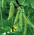Sugar Daddy Snow Pea Seeds (100) – Stringless, Dwarf Pisum sativum for Cool-Season Gardens