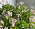 Jade Plant Cuttings - Crassula ovata (2 Unrooted 3-5" Stems) Easy Care Succulent