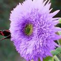 Purple Teddy Bear Sunflower Seeds - 50 Seeds, Heirloom Helianthus annuus