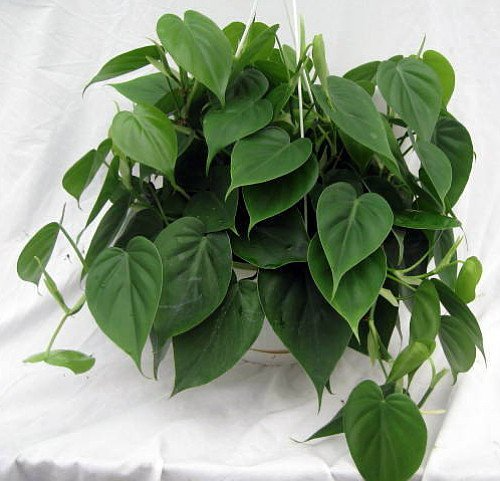 Cordatum Philodendron 2" Rooted Multi-Cutting Starter Plant | Heartleaf Vine