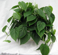 Cordatum Philodendron 2" Rooted Multi-Cutting Starter Plant | Heartleaf Vine