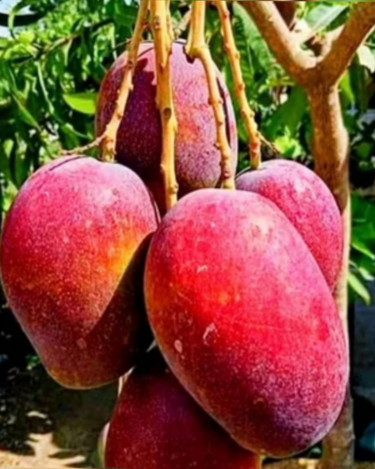 5 Red Mango Fruit Tree Unrooted Cuttings (Mangifera indica) for Grafting or Rooting