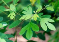Sassafras albidum Cuttings - 10 Fresh Unrooted Cuttings for Edible/Wildlife/Ornamental Uses
