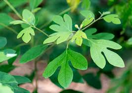 Sassafras albidum Cuttings - 10 Fresh Unrooted Cuttings for Edible/Wildlife/Ornamental Uses