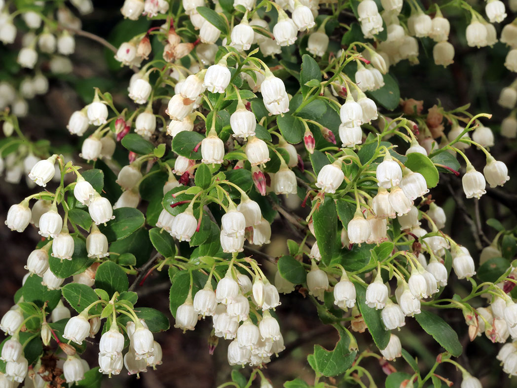 Farkleberry Cuttings (Vaccinium arboreum) - 10+ Unrooted Cuttings, White Flowers, Edible Berries