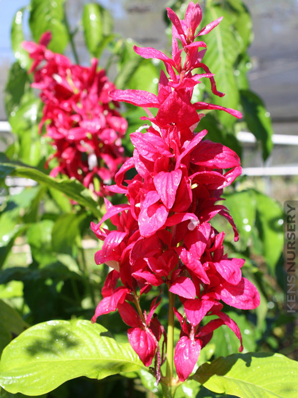 Megaskepasma erythrochlamys - Brazilian Red Cloak Cuttings (7 unrooted stem cuttings)
