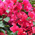 Bougainvillea Fuchsia Cuttings - 8 x 6-8 in, Pink-Purple Blooms, Root Easily, Zones 9-11