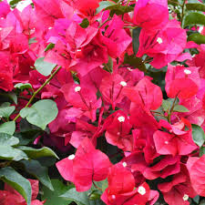 Bougainvillea Fuchsia Cuttings - 8 x 6-8 in, Pink-Purple Blooms, Root Easily, Zones 9-11