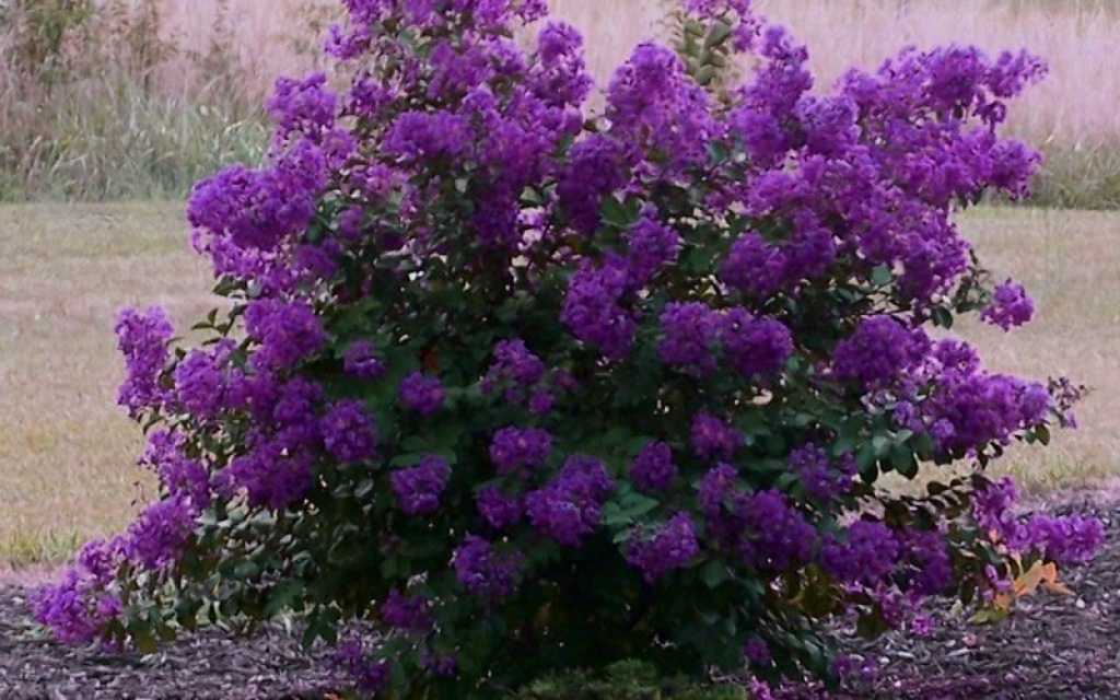 Dark Purple Crepe Myrtle - Lagerstroemia Rooted Cuttings, 6" Tall, Bare Root