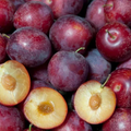 Sweet Pluerry Scions (5) - Plum x Cherry Hybrid Grafting Cuttings, 3-6"