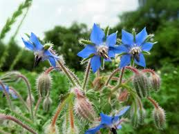 Borage (Borago officinalis) Seeds - 50 Count - Heirloom, Bee Friendly