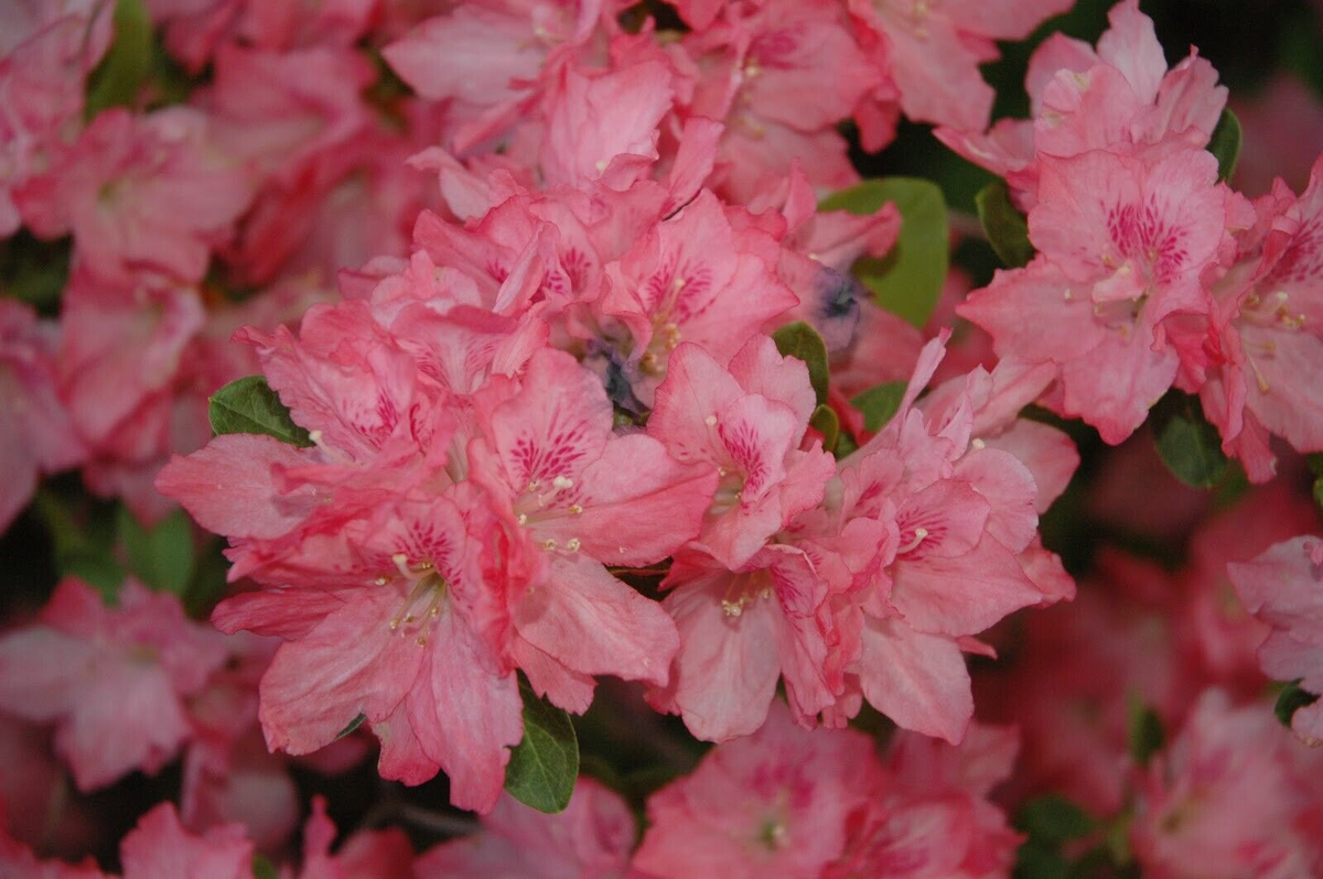Hampton Beauty Azalea Rhododendron Starter Plant - Deciduous Azalea, 2-8 in tall in Nursery Pot