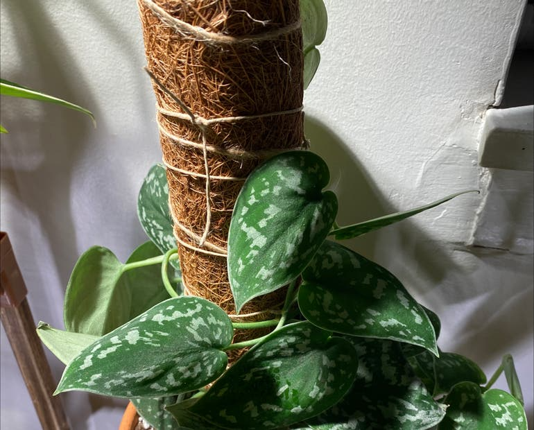 Scindapsus Pictus Satin Pothos - 2 Rooted Cuttings, Silver Variegated Starter Plant