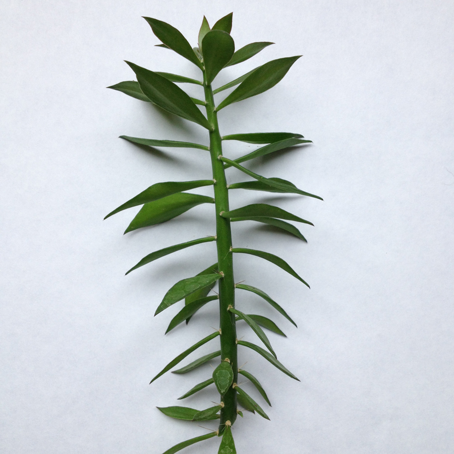 Pereskiopsis spathulata Cuttings for Cactus Grafting - 5x 2-4" Rootstock