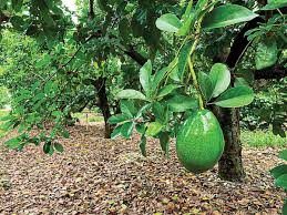 Florida Avocado Unrooted Cuttings (Choquet) - 2 Full Grafts for Persea americana