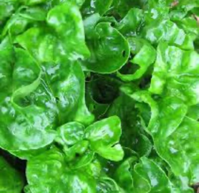 Brazilian Spinach (Alternanthera sissoo) 4 Organic Cuttings - 4-5" Edible Perennial